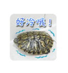 可愛い小さなカメの日常生活編（個別スタンプ：39）
