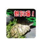 可愛い小さなカメの日常生活編（個別スタンプ：40）