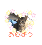 猫まみれ色々ニャン（個別スタンプ：1）