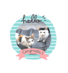 猫まみれ色々ニャン（個別スタンプ：4）