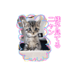 猫まみれ色々ニャン（個別スタンプ：5）