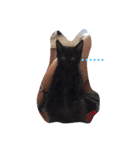 猫まみれ色々ニャン（個別スタンプ：6）