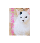 猫まみれ色々ニャン（個別スタンプ：7）