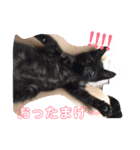 猫まみれ色々ニャン（個別スタンプ：8）
