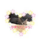 猫まみれ色々ニャン（個別スタンプ：9）