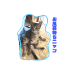 猫まみれ色々ニャン（個別スタンプ：10）