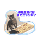 猫まみれ色々ニャン（個別スタンプ：11）