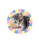 猫まみれ色々ニャン（個別スタンプ：12）