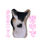 猫まみれ色々ニャン（個別スタンプ：13）