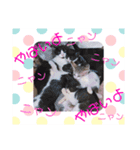 猫まみれ色々ニャン（個別スタンプ：14）