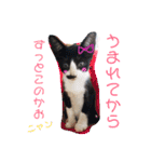 猫まみれ色々ニャン（個別スタンプ：15）