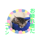 猫まみれ色々ニャン（個別スタンプ：16）