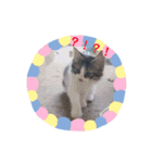 猫まみれ色々ニャン（個別スタンプ：17）