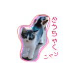 猫まみれ色々ニャン（個別スタンプ：19）