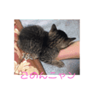 猫まみれ色々ニャン（個別スタンプ：21）