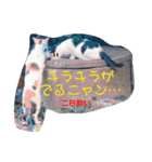 猫まみれ色々ニャン（個別スタンプ：22）