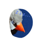 bird stamp.（個別スタンプ：1）