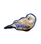 bird stamp.（個別スタンプ：2）