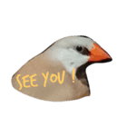 bird stamp.（個別スタンプ：3）