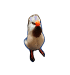 bird stamp.（個別スタンプ：5）