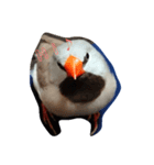 bird stamp.（個別スタンプ：6）