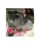 ハムスターのまろちゃん2（個別スタンプ：3）