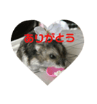 ハムスターのまろちゃん2（個別スタンプ：5）