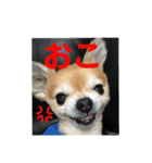 マロソ（個別スタンプ：6）