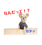 マロソ（個別スタンプ：15）