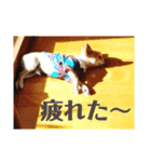 マロソ（個別スタンプ：16）