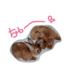 森のおうちphoto（個別スタンプ：1）
