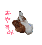森のおうちphoto（個別スタンプ：10）