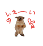 森のおうちphoto（個別スタンプ：13）