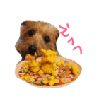 森のおうちphoto（個別スタンプ：16）