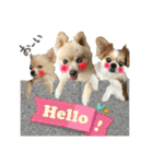 でぶらにあんアイニィ3ワンコ日常スタンプ（個別スタンプ：1）