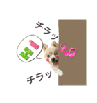 でぶらにあんアイニィ3ワンコ日常スタンプ（個別スタンプ：3）