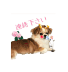 でぶらにあんアイニィ3ワンコ日常スタンプ（個別スタンプ：6）