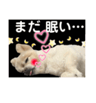 でぶらにあんアイニィ3ワンコ日常スタンプ（個別スタンプ：8）