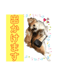 でぶらにあんアイニィ3ワンコ日常スタンプ（個別スタンプ：9）