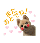 でぶらにあんアイニィ3ワンコ日常スタンプ（個別スタンプ：10）