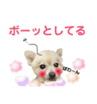 でぶらにあんアイニィ3ワンコ日常スタンプ（個別スタンプ：11）