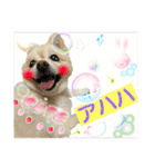 でぶらにあんアイニィ3ワンコ日常スタンプ（個別スタンプ：17）