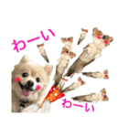 でぶらにあんアイニィ3ワンコ日常スタンプ（個別スタンプ：18）