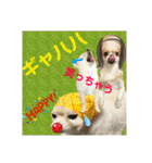 でぶらにあんアイニィ3ワンコ日常スタンプ（個別スタンプ：19）