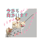 でぶらにあんアイニィ3ワンコ日常スタンプ（個別スタンプ：24）