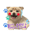 でぶらにあんアイニィ3ワンコ日常スタンプ（個別スタンプ：26）