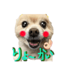 でぶらにあんアイニィ3ワンコ日常スタンプ（個別スタンプ：27）