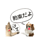 でぶらにあんアイニィ3ワンコ日常スタンプ（個別スタンプ：30）