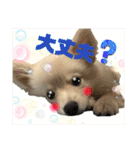 でぶらにあんアイニィ3ワンコ日常スタンプ（個別スタンプ：31）
