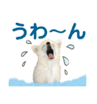でぶらにあんアイニィ3ワンコ日常スタンプ（個別スタンプ：35）